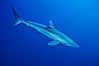 Silky shark, Socorro Island (Revilligigedos). Image #03296