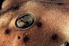 Horn shark eye. California, USA. Image #03302