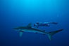 Silky shark and freediving videographer Harrison Skip Stubbs,Socorro Island (Revilligigedos). Socorro Island (Islas Revillagigedos), Baja California, Mexico. Image #03305