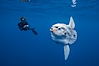 Ocean sunfish and photographer, open ocean. San Diego, California, USA. Image #03324