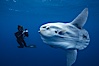 Ocean sunfish and freediving photographer, open ocean. San Diego, California, USA. Image #03325