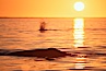 Gray whales at sunset, Laguna San Ignacio. San Ignacio Lagoon, Baja California, Mexico. Image #03387