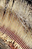Gray whale baleen. Image #03388