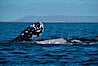Courting gray whales, Laguna San Ignacio. San Ignacio Lagoon, Baja California, Mexico. Image #03393