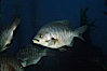 Black perch in kelp forest. San Clemente Island, California, USA. Image #03434