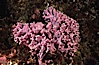 Hydrocoral. Santa Barbara Island, California, USA. Image #03441