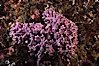 Hydrocoral. Santa Barbara Island, California, USA. Image #03442