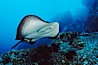 Marbled ray. Cocos Island, Costa Rica. Image #03448
