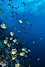 Barberfish. Socorro Island (Islas Revillagigedos), Baja California, Mexico. Image #03473