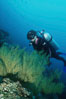 Black coral and diver. Isla Champion, Galapagos Islands, Ecuador. Image #03475