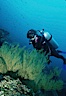 Black coral and diver. Isla Champion, Galapagos Islands, Ecuador. Image #03475
