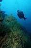 Black coral and diver. Isla Champion, Galapagos Islands, Ecuador. Image #03476