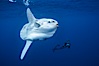 Ocean sunfish and freediving photographer, open ocean. San Diego, California, USA. Image #03491