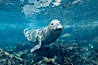 A northern elephant seal hovers underwater over a rocky bottom  along the coastline of Guadalupe Island. Guadalupe Island (Isla Guadalupe), Baja California, Mexico. Image #03505