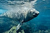 Northern elephant seal. Guadalupe Island (Isla Guadalupe), Baja California, Mexico. Image #03508