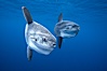 Ocean sunfish schooling, open ocean near San Diego. San Diego, California, USA. Image #03562