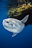 Ocean sunfish referencing drift kelp, open ocean near San Diego. San Diego, California, USA. Image #03563