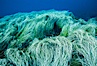 Surfgrass. Guadalupe Island (Isla Guadalupe), Baja California, Mexico. Image #03718