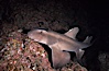 Horn shark. Guadalupe Island (Isla Guadalupe), Baja California, Mexico. Image #03721
