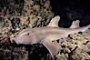 Horn shark. Guadalupe Island (Isla Guadalupe), Baja California, Mexico. Image #03723