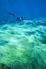 Surfgrass and diver. Guadalupe Island (Isla Guadalupe), Baja California, Mexico. Image #03736