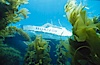 Boat Horizon above kelp forest. San Clemente Island, California, USA. Image #03764