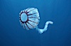 Purple-striped jellyfish. San Diego, California, USA. Image #03774