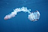 Purple-striped jellyfish. San Diego, California, USA. Image #03775
