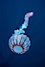 Purple-striped jellyfish. San Diego, California, USA. Image #03778