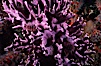 Hydrocoral detail. San Clemente Island, California, USA. Image #03800