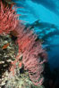 Red gorgonian on rocky reef below kelp forest. San Clemente Island, California, USA. Image #03827