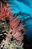 Red gorgonian on rocky reef below kelp forest. San Clemente Island, California, USA. Image #03827