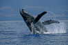 Humpback whale breaching with pectoral fins lifting spray from the ocean surface. Maui, Hawaii, USA. Image #03854
