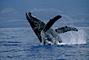 Humpback whale breaching with pectoral fins lifting spray from the ocean surface. Maui, Hawaii, USA. Image #03854