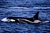 Killer whale (orca). Frederick Sound, Alaska, USA. Image #04402