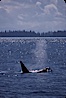 Killer whale (orca). Frederick Sound, Alaska, USA. Image #04403