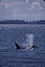Killer whale (orca). Frederick Sound, Alaska, USA. Image #04404