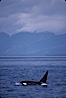 Killer whale (orca). Frederick Sound, Alaska, USA. Image #04406