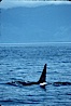 Killer whale (orca). Frederick Sound, Alaska, USA. Image #04407