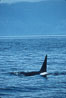 Killer whale (orca). Frederick Sound, Alaska, USA