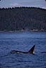 Killer whale (orca). Frederick Sound, Alaska, USA. Image #04409