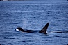 Killer whale (orca). Frederick Sound, Alaska, USA. Image #04410