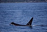 Killer whale (orca). Frederick Sound, Alaska, USA. Image #04411