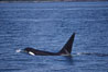 Killer whale (orca). Frederick Sound, Alaska, USA