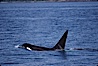 Killer whale (orca). Frederick Sound, Alaska, USA. Image #04412