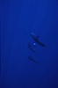 False killer whale. Lanai, Hawaii, USA. Image #04515