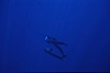 False killer whale. Lanai, Hawaii, USA. Image #04516
