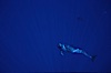 False killer whale. Lanai, Hawaii, USA. Image #04517