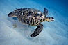 Green sea turtle, Maui Hawaii. Maui, Hawaii, USA. Image #04556