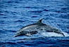 Pacific bottlenose dolphin. Maui, Hawaii, USA. Image #04564